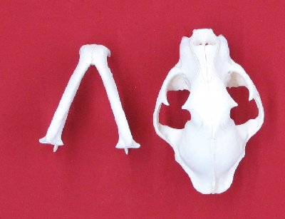Picture of this lot Cougar Mountain Lion Skulls