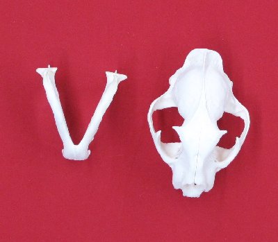 Picture of this lot Cougar Mountain Lion Skulls