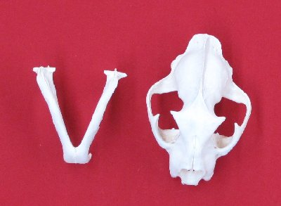Picture of this lot Cougar Mountain Lion Skulls