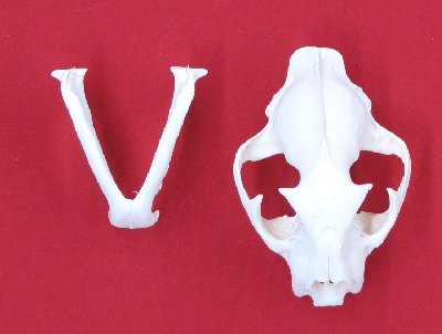 Picture of this lot Cougar Mountain Lion Skulls