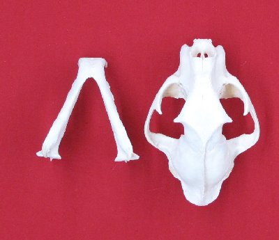 Picture of this lot Cougar Mountain Lion Skulls