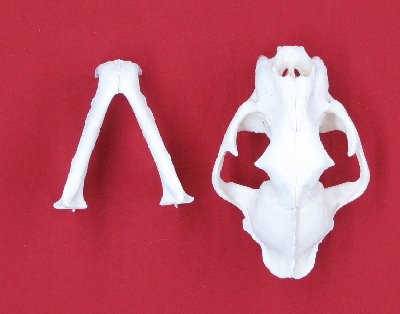 Picture of this lot Cougar Mountain Lion Skulls
