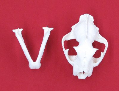 Picture of this lot Cougar Mountain Lion Skulls