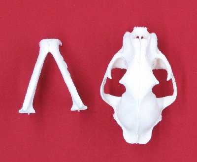 Picture of this lot Cougar Mountain Lion Skulls