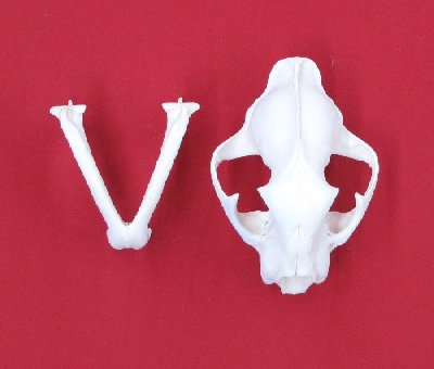 Picture of this lot Cougar Mountain Lion Skulls
