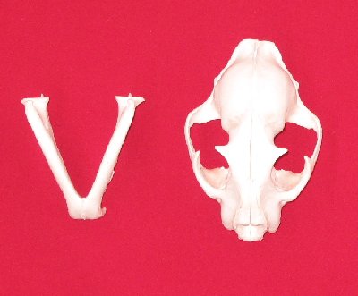 Picture of this lot Cougar Mountain Lion Skulls