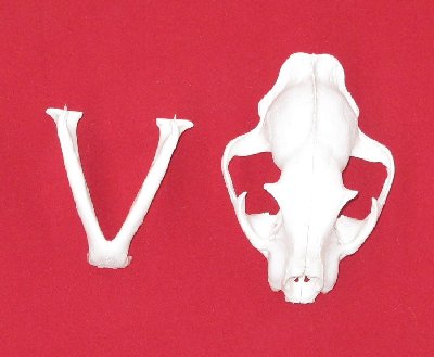 Picture of this lot Cougar Mountain Lion Skulls