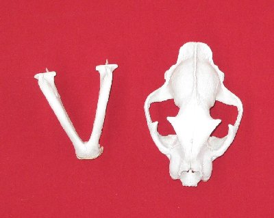 Picture of this lot Cougar Mountain Lion Skulls