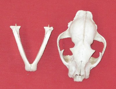 Picture of this lot Cougar Mountain Lion Skulls