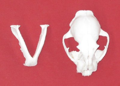 Picture of this lot Cougar Mountain Lion Skulls