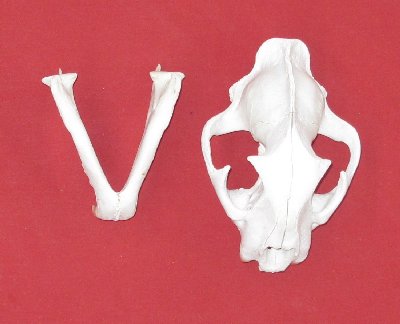 Picture of this lot Cougar Mountain Lion Skulls