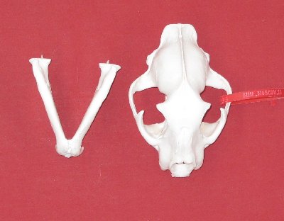 Picture of this lot Cougar Mountain Lion Skulls