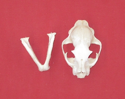 Bones : COUGAR - SKULL (5141-9941) : hideandfur.com