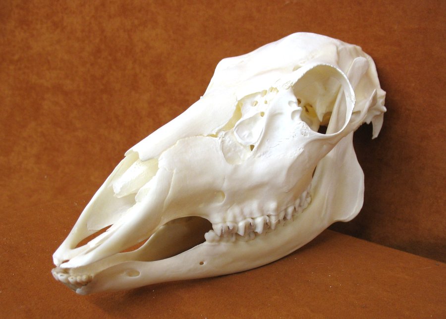 Bones : MULE DEER - SKULL (5151-0010) : hideandfur.com