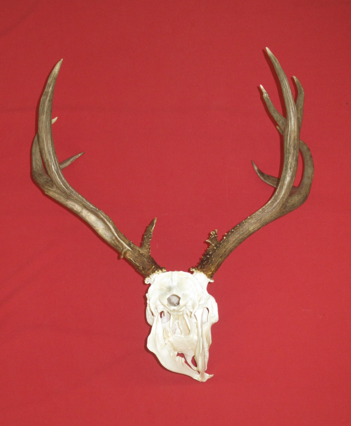alden deer bone