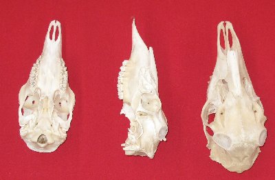 Picture of this lot Mule Deer Skulls