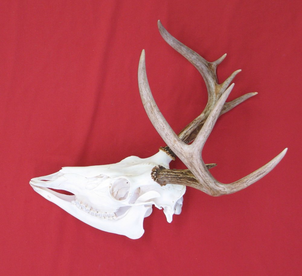 Bones : WHITE TAIL DEER - SKULL (5152-0276) : hideandfur.com