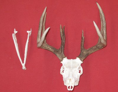 Picture of this lot Whitetail Deer Skulls
