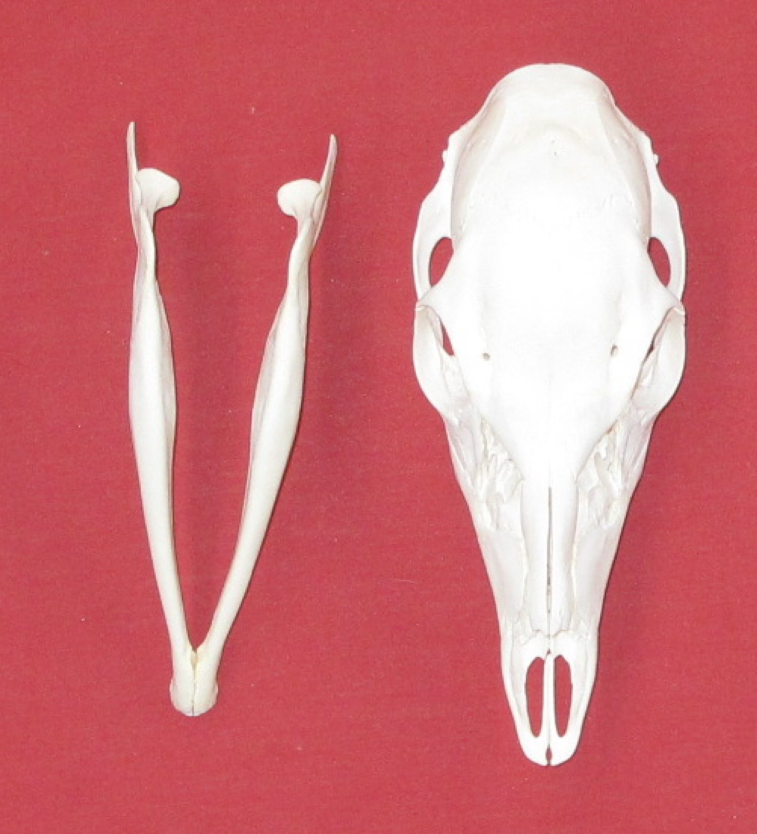 bones-white-tail-deer-skull-5152-0403-hideandfur