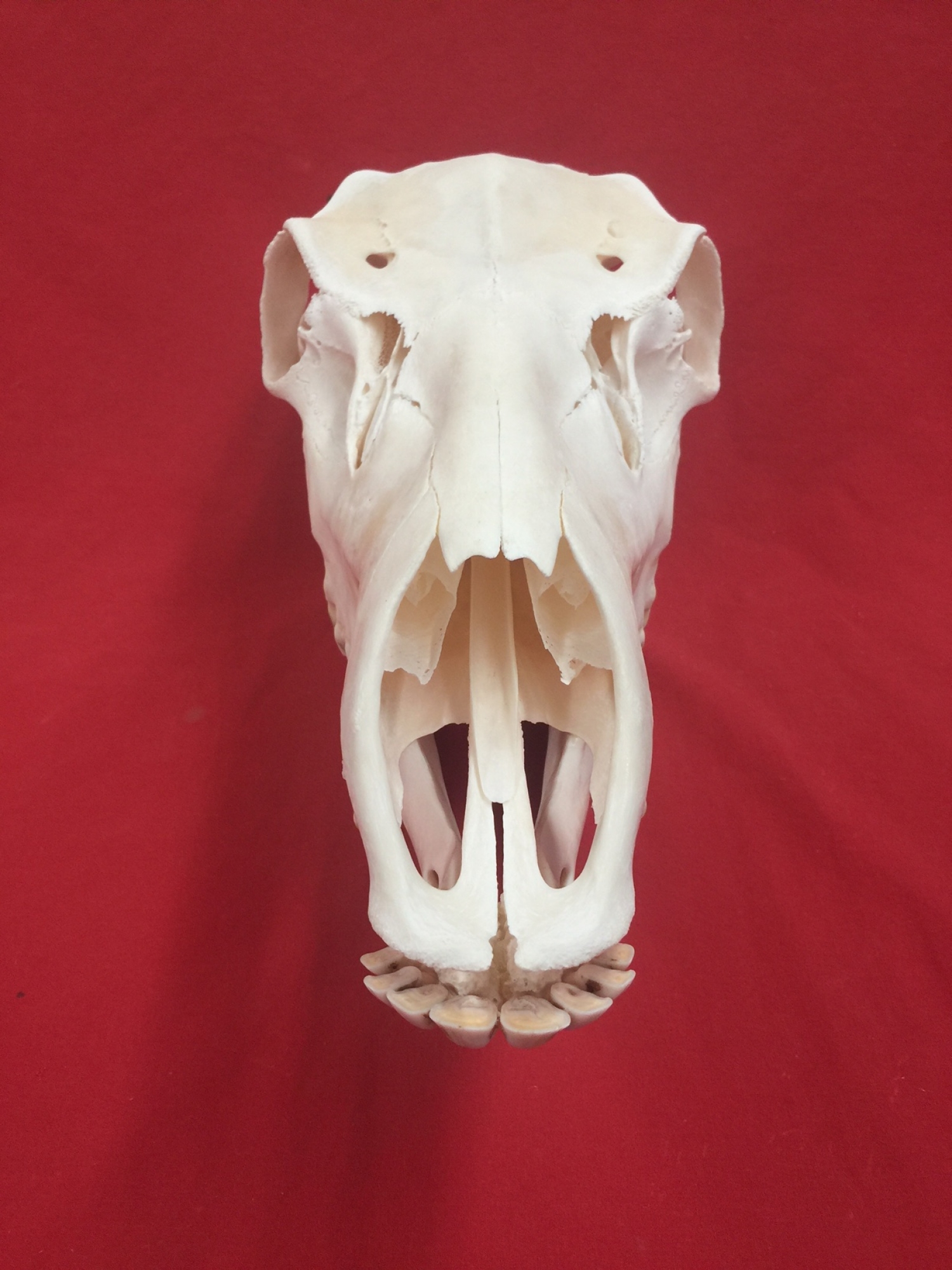 Bones : ELK - SKULL (5157-0157) : hideandfur.com
