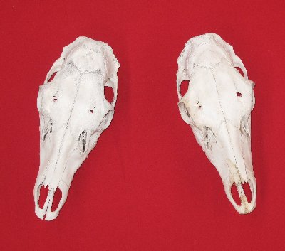 Picture of this lot Elk Skulls