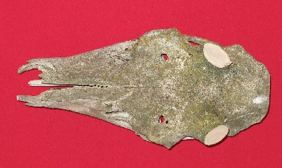 Picture of this lot Elk Skulls
