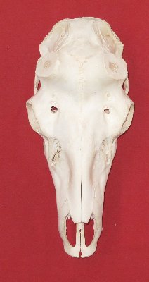 Picture of this lot Elk Skulls