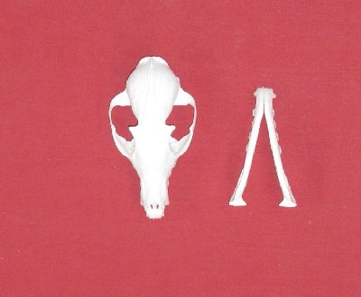 Picture of this lot Red Fox Skulls