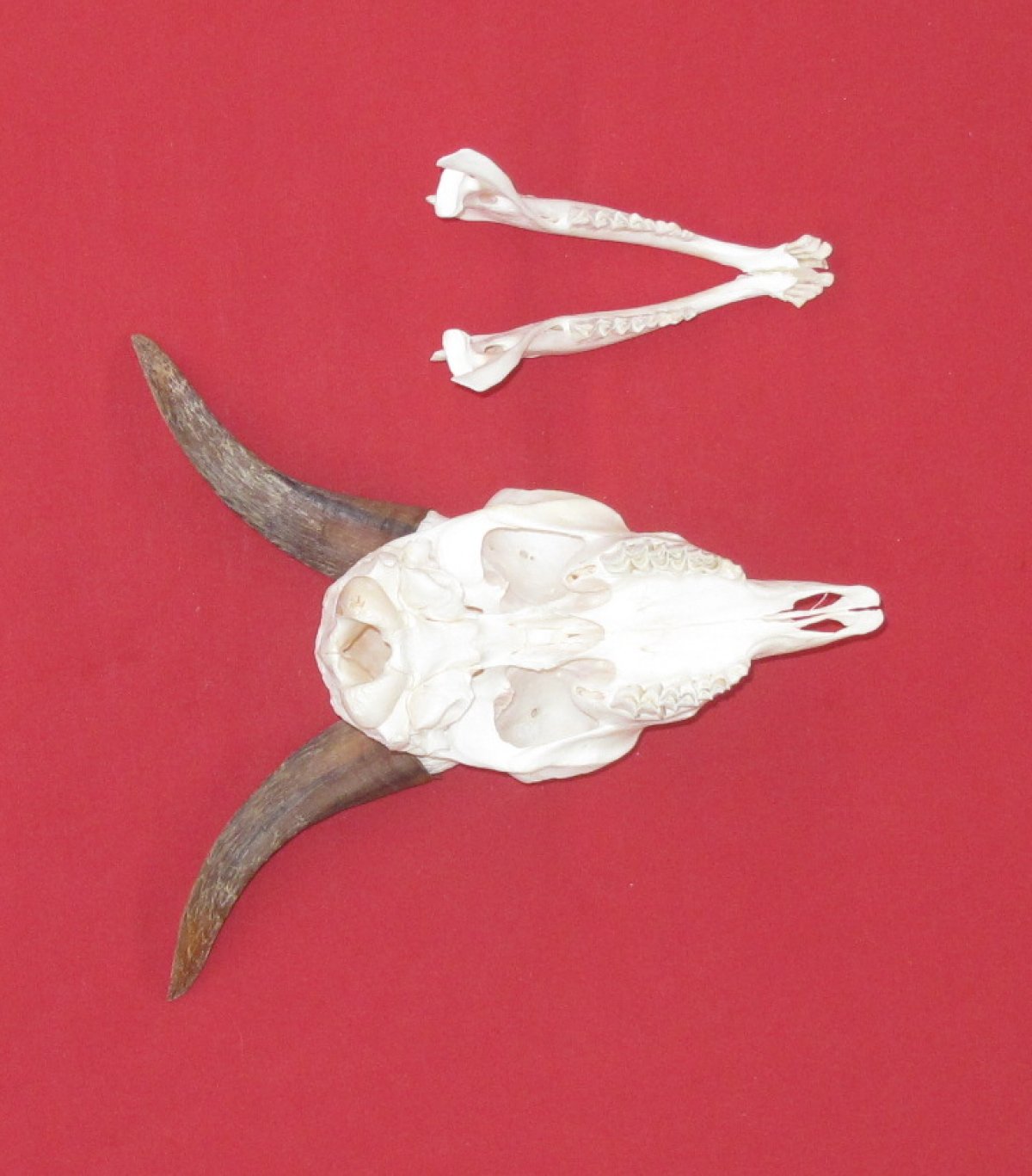 Bones : DOMESTIC GOAT - SKULL (5181-0118) : hideandfur.com