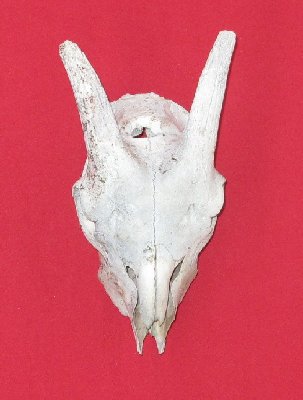 Picture of this lot Goat Skulls, Domestic