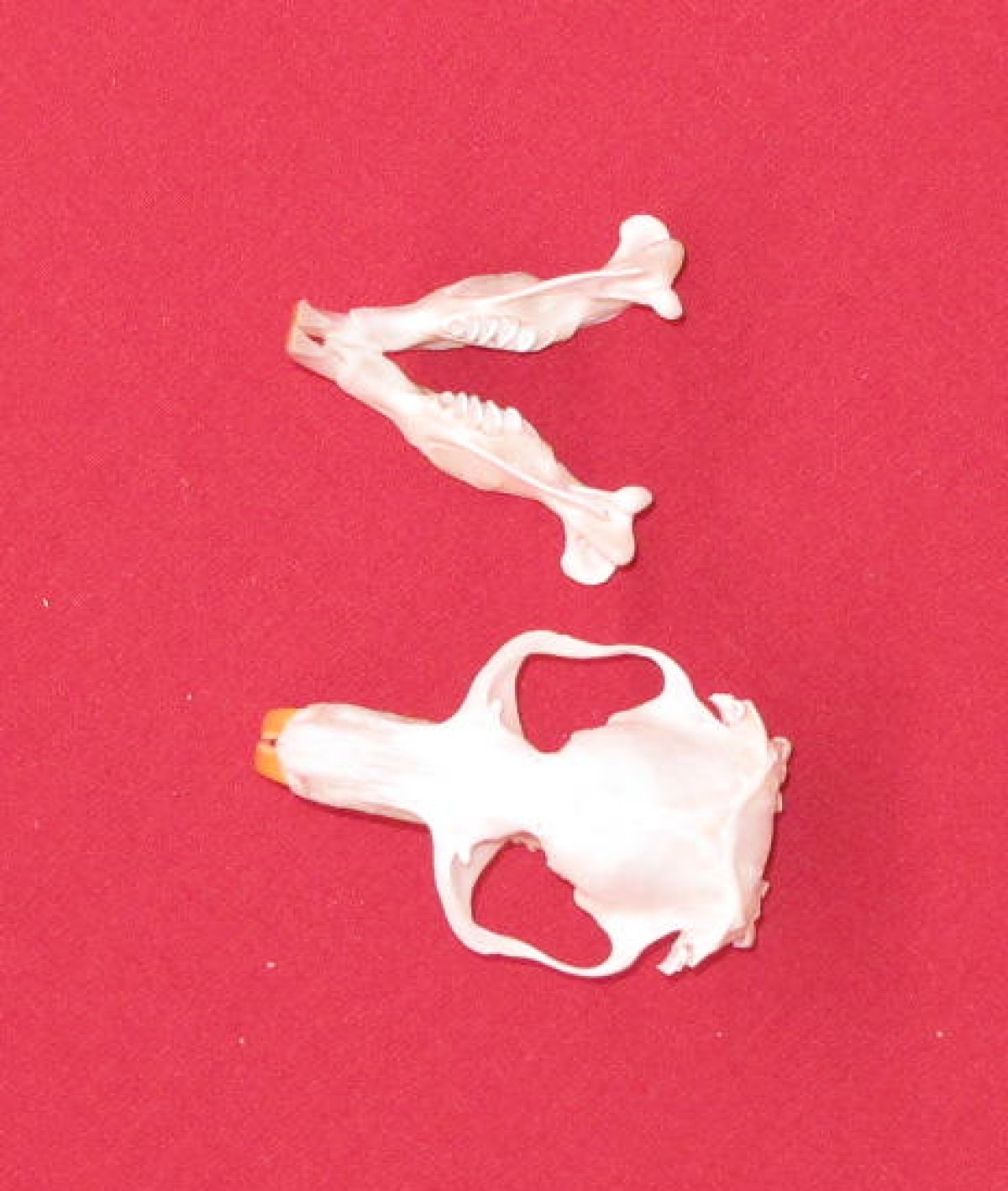 Bones POCKET GOPHER SKULL (51899998)