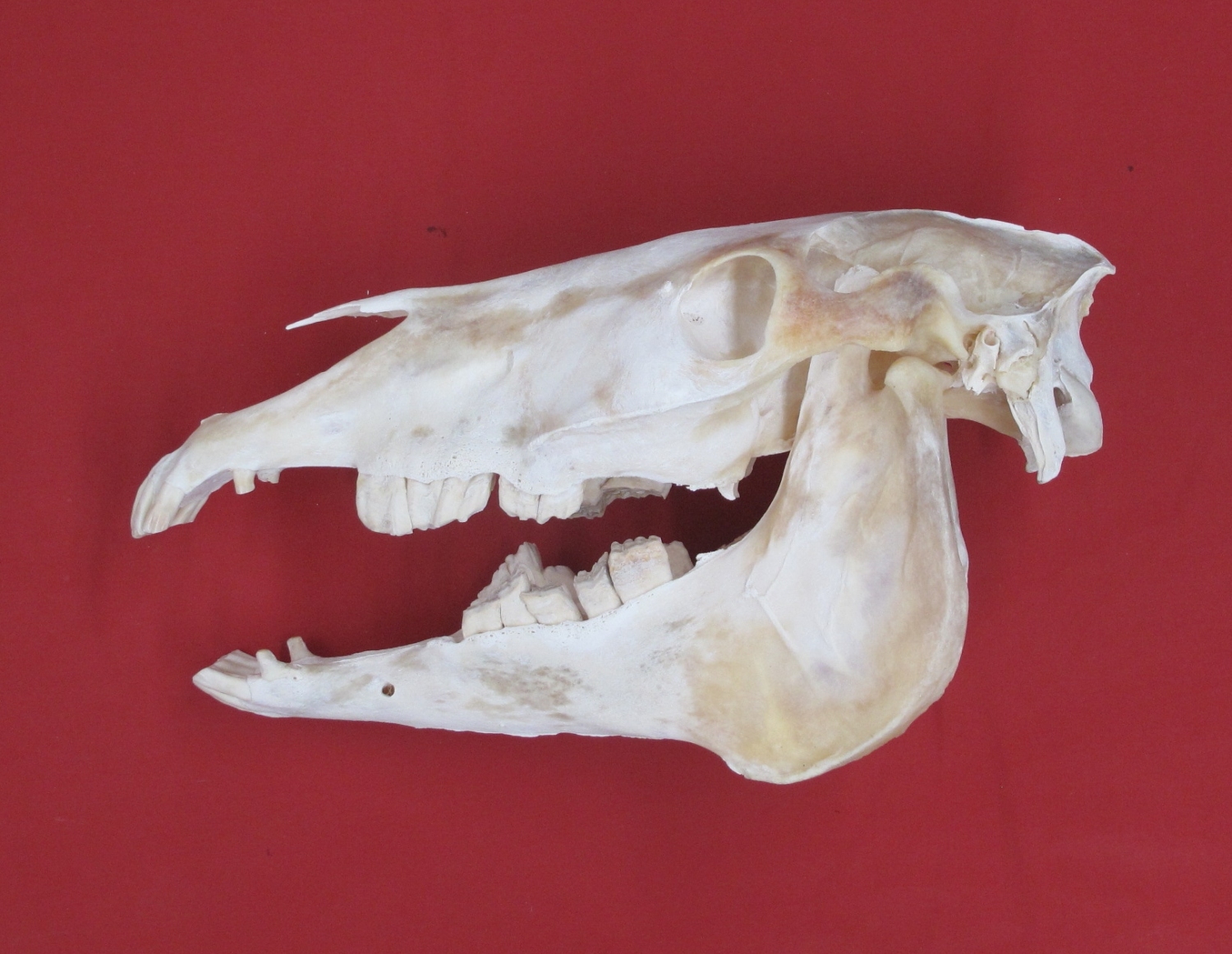 Bones : HORSE - SKULL (5193-0115) : hideandfur.com