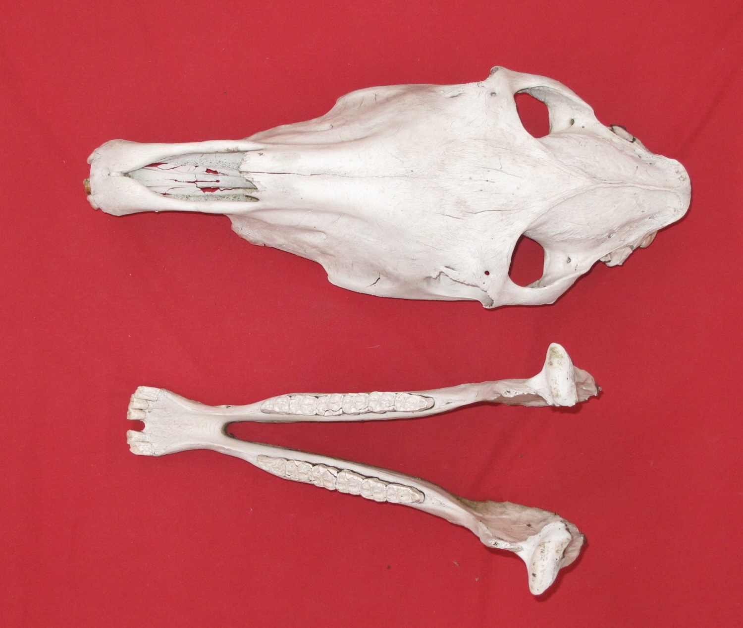 Bones : HORSE - SKULL (5193-0122) : hideandfur.com