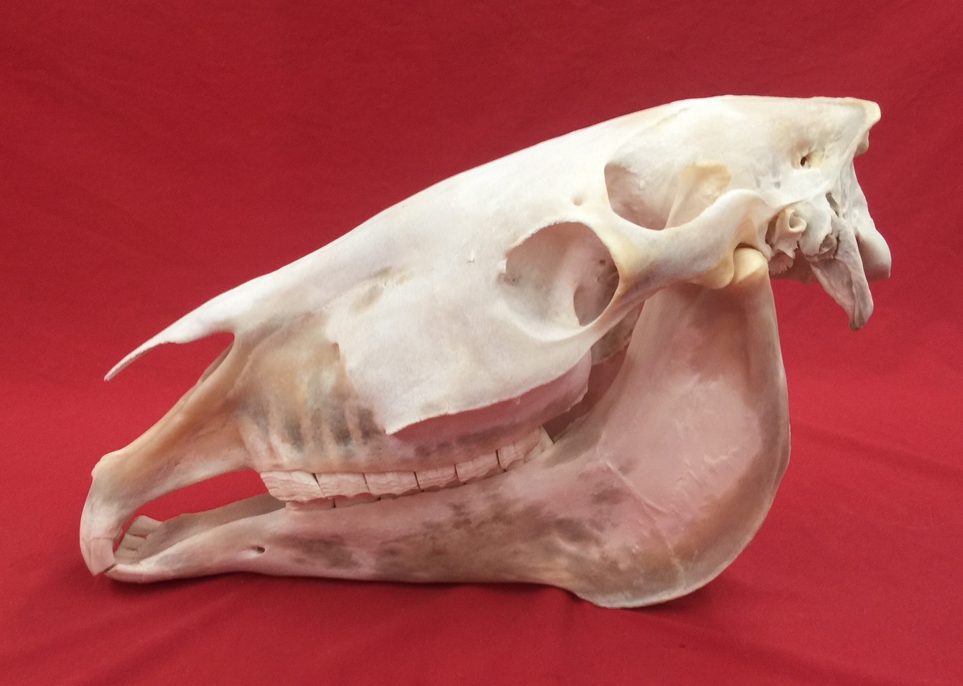 Bones : HORSE - SKULL (5193-0123) : hideandfur.com