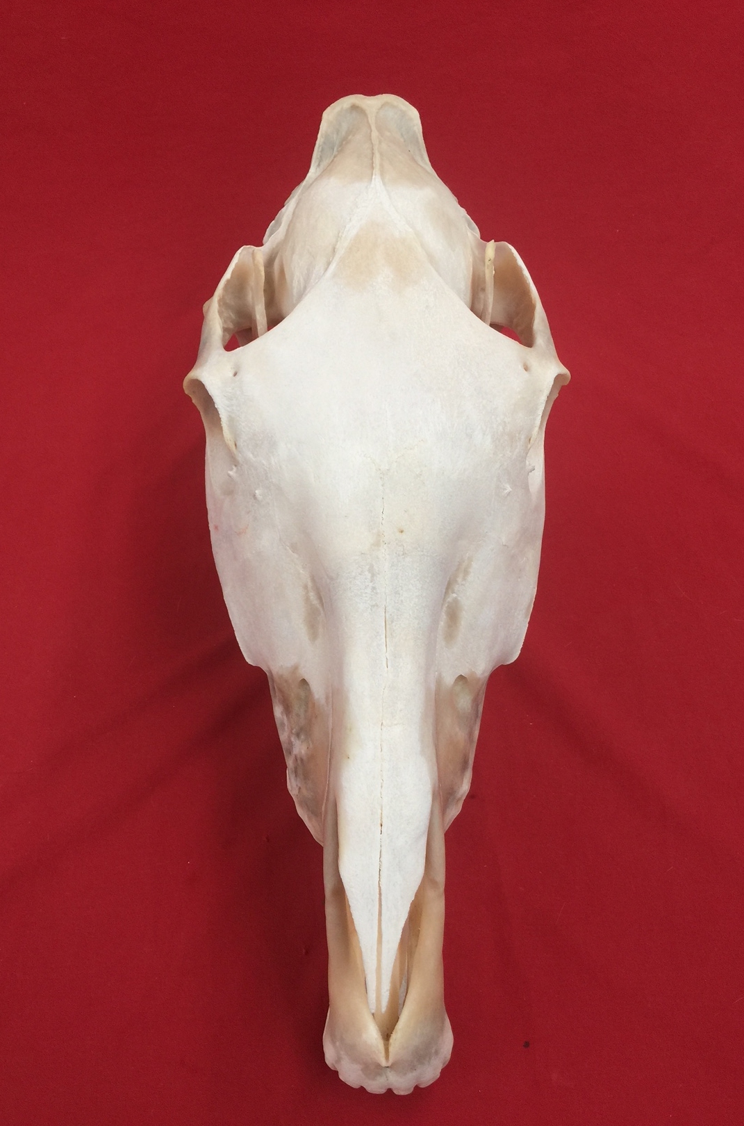 Bones : HORSE - SKULL (5193-0123) : hideandfur.com