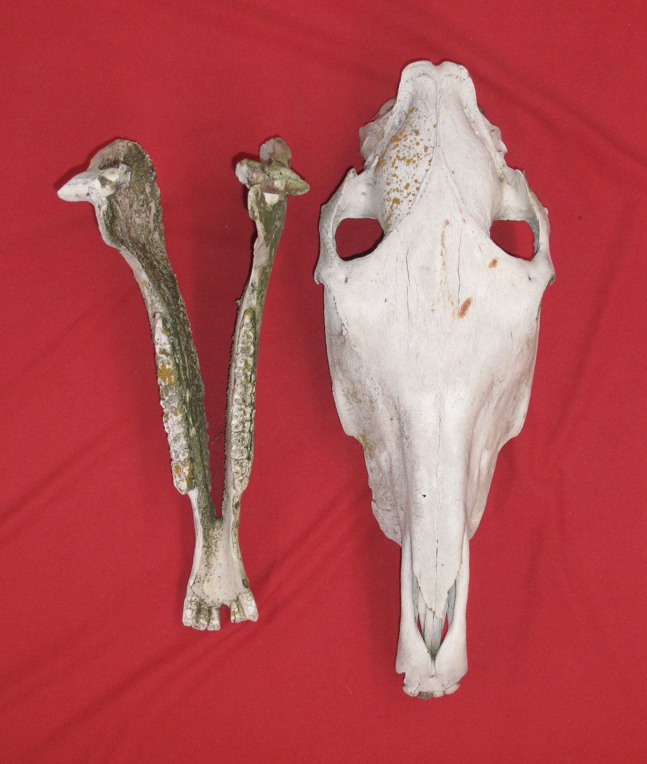 Bones : HORSE - SKULL (5193-0124) : hideandfur.com