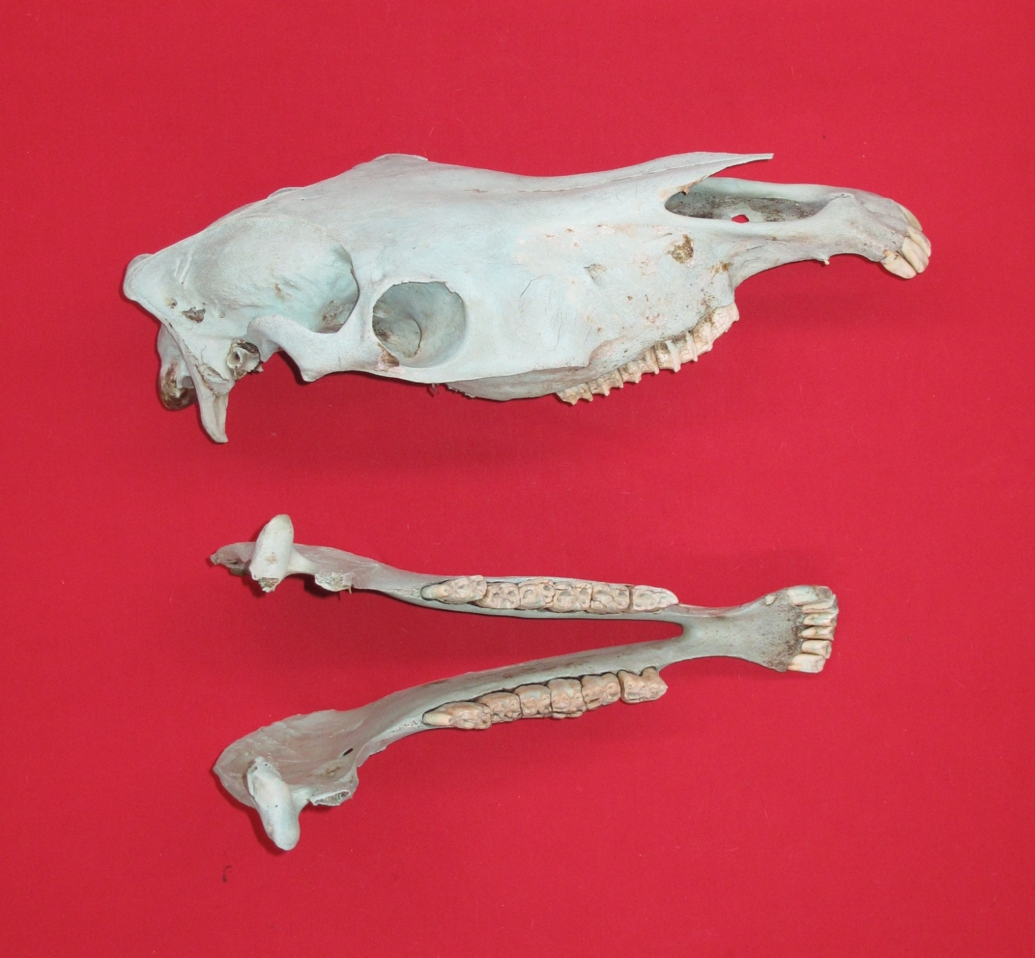 Bones : HORSE - SKULL (5193-0125) : hideandfur.com