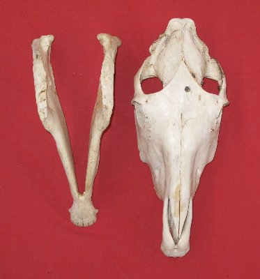 Picture of this lot Horse Skulls