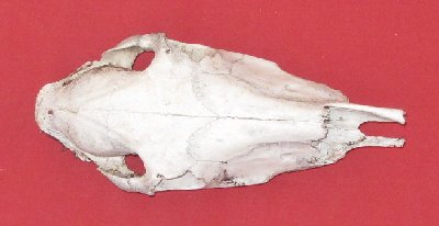 Picture of this lot Horse Skulls