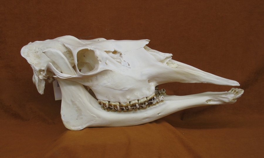 Bones : MOOSE - SKULL (5217-0023) : hideandfur.com