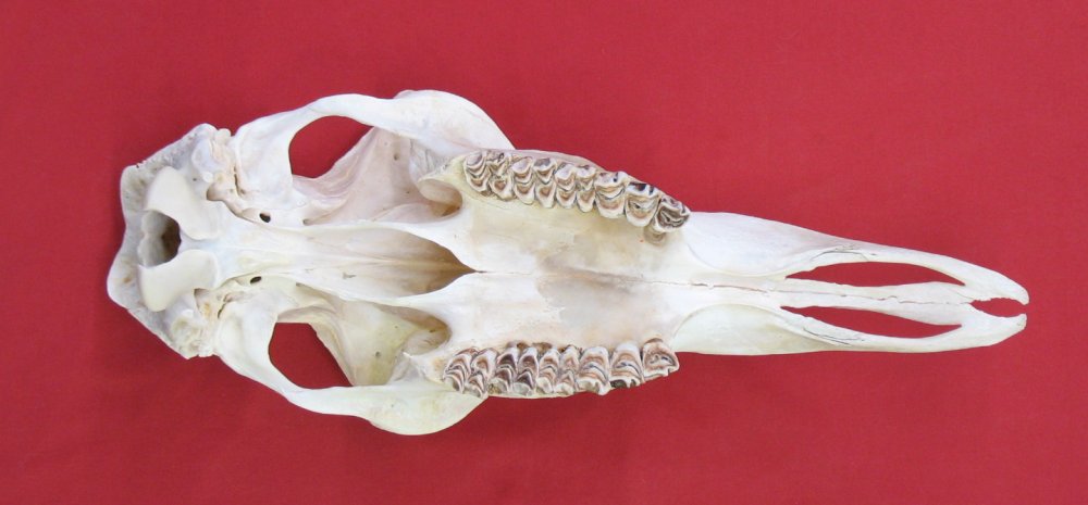 Bones : MOOSE - SKULL (5217-0029) : hideandfur.com