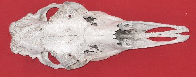 Picture of this lot Moose Skulls