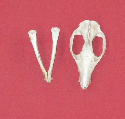 Picture of this lot Opossum Skulls