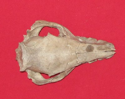 Picture of this lot Skulls - Pig