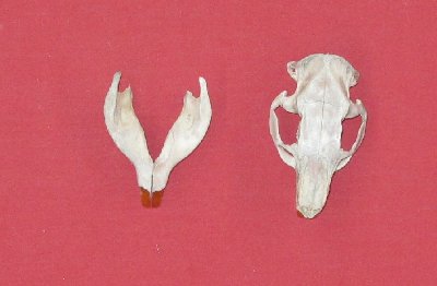 Picture of this lot Raccoon Skulls