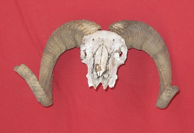 Picture of this lot Skulls - Domestic Sheep