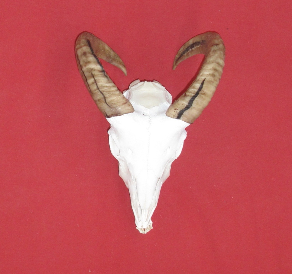 Bones : DOMESTIC SHEEP - SKULL (5269-0076) : hideandfur.com