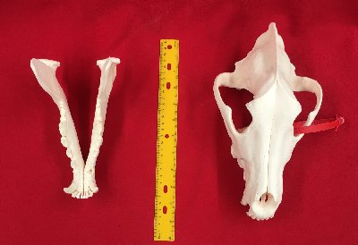 Picture of this lot Wolf Skulls