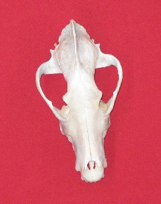 Picture of this lot Wolf Skulls