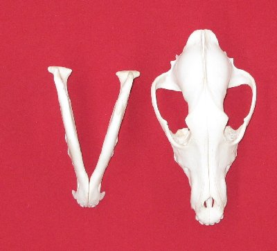 Picture of this lot Wolf Skulls